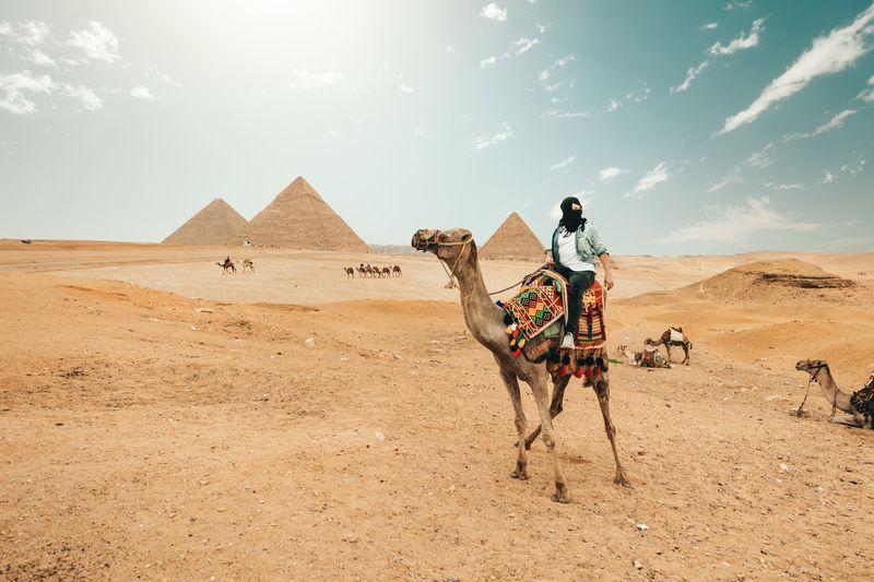 Pyramids of Gizeh Egypt Camel Cairo